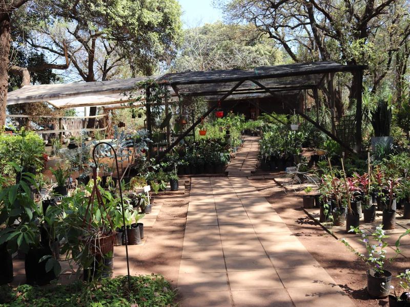 Established Plant Nursery Business For Sale. - Photo 9