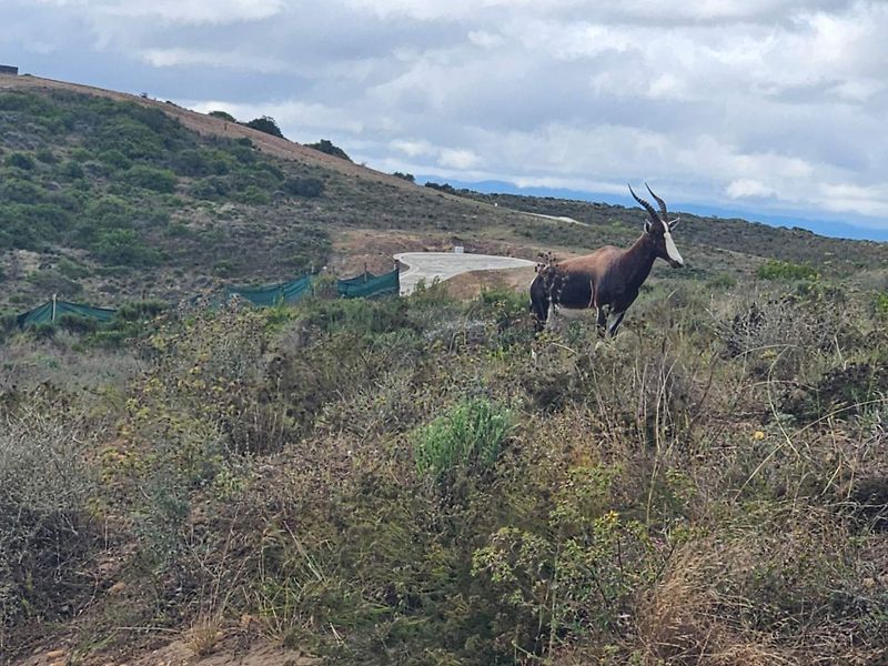 Discover your dream home at Outeniquasbosch Wildlife Village - Photo 3