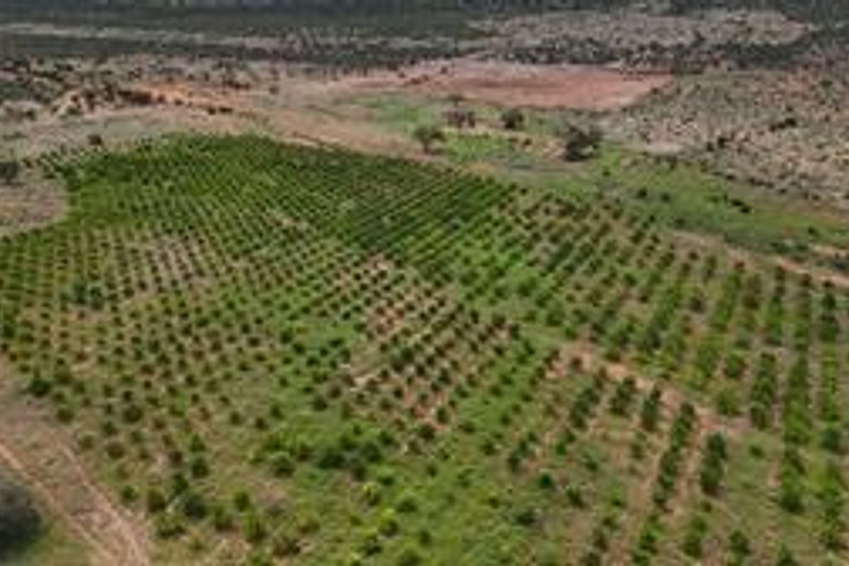 An aerial view of a large farm property featuring extensive rows of young orchard trees planted across the landscape.