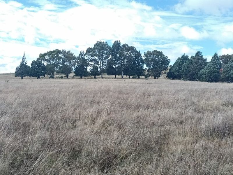Frm Excellent Opertunity. Include 100 cows.Tractors .Implements. Bakkie. Lots More - Photo 10