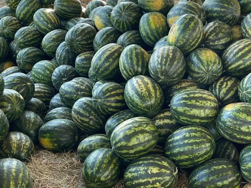 Exceptional Agricultural Estate with Off-Grid Solar Plant and All-Inclusive Goods - Photo 6