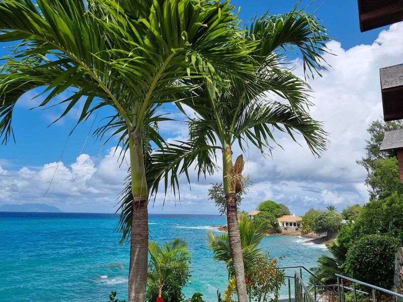 A scenic coastal view overlooking the ocean, featuring lush tropical palm trees and a glimpse of the surrounding shoreline and property landscape.