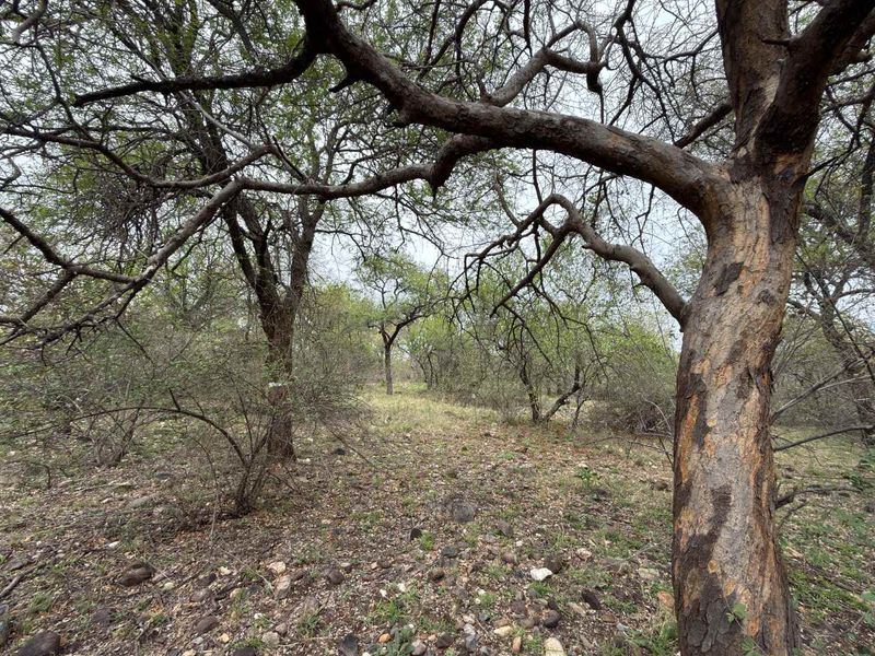 A view of the natural, undeveloped residential land featuring mature trees and native vegetation across the plot.