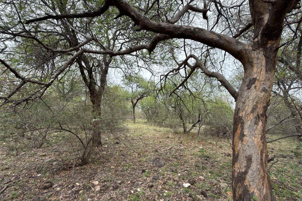 A view of the natural, undeveloped residential land featuring mature trees and native vegetation across the plot.