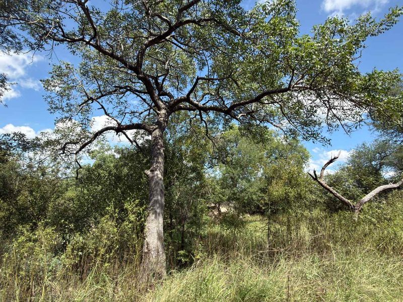 Prime Development opportunity between Hoedspruit and Phalaborwa - Photo 7