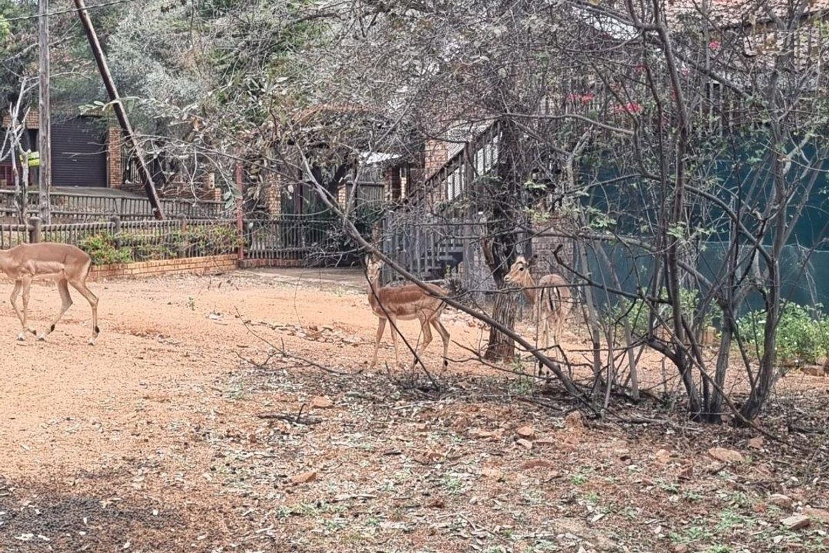 A view of the rear exterior area featuring natural ground, mature trees, and perimeter fencing with a glimpse of the property structure.