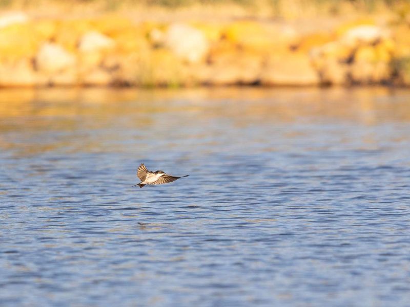 A photograph of a bird flying over a body of water, not depicting any property infrastructure or real estate features.