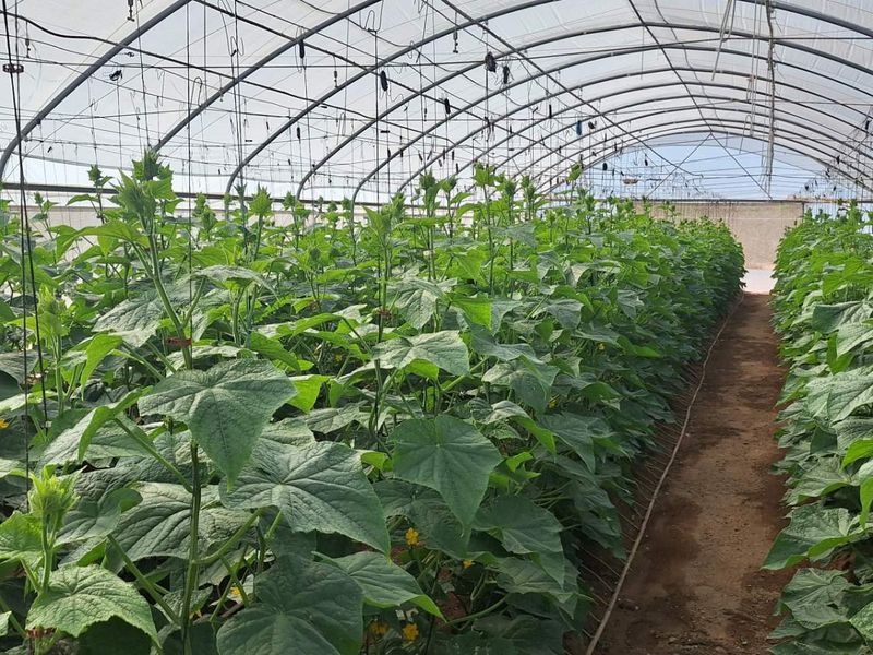 Idyllic 25Ha Horticultural Plot for sale with stunning views and a thriving vegetable farm! A true gem near Okahandja! - Photo 8