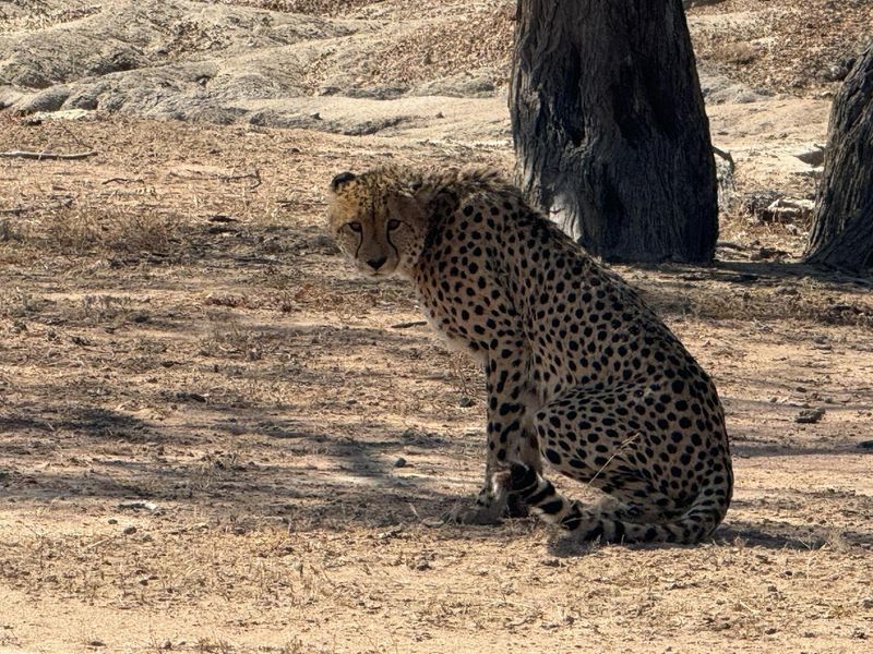 A photograph of a cheetah in a natural, undeveloped outdoor setting.