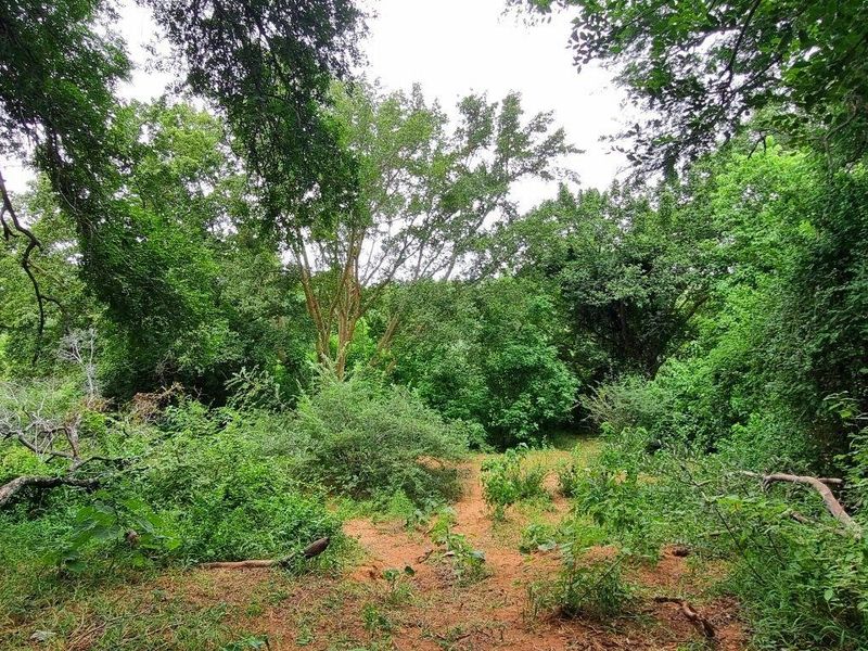 A view of a densely wooded residential plot featuring mature trees and natural vegetation, offering a private and tranquil setting.