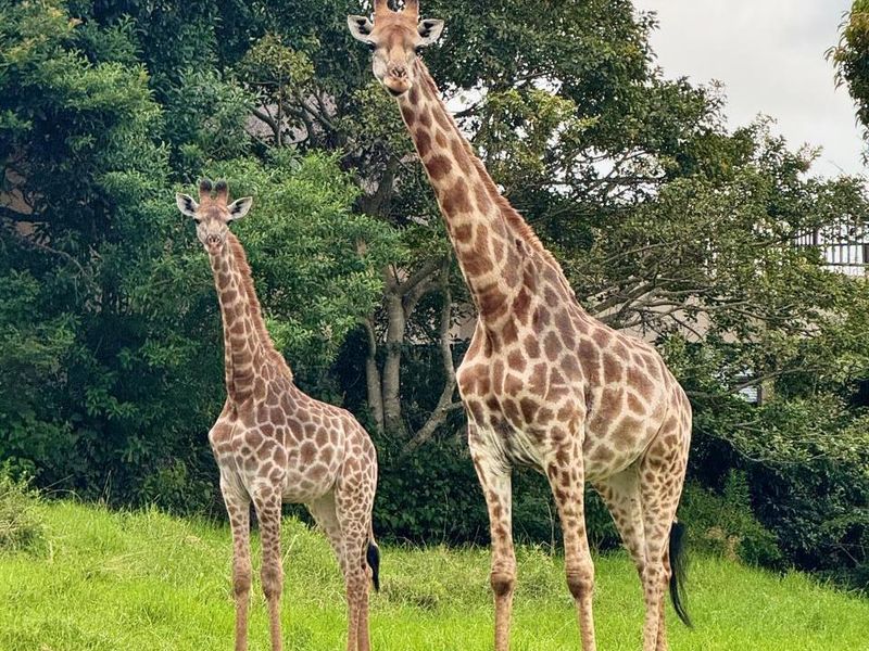 Magnificent 5-Bedroom Thatched Villa in Phezulu Safari Estate - Photo 7