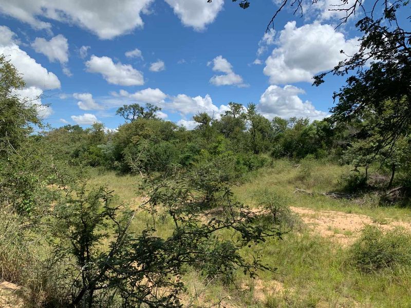 Welcome to the South African bushveld!   Lovely vacant riverbed stand for sale! - Photo 2