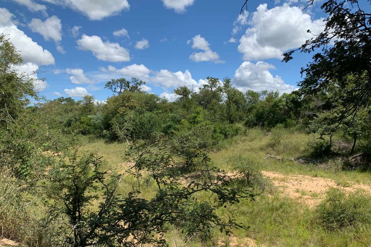 Welcome to the South African bushveld!   Lovely vacant riverbed stand for sale! - Photo 2