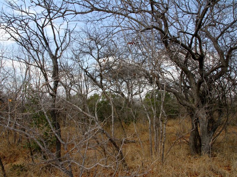 Vacant Land in MODITLO NATURE RESERVE - Photo 6