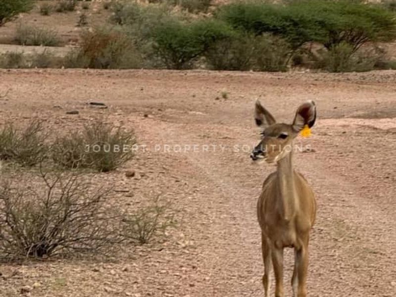 EXCEPTIONAL INVESTORS OPPORTUNITY GAME FARM FOR SALE IN THE SOUTH OF NAMIBIA - Photo 5