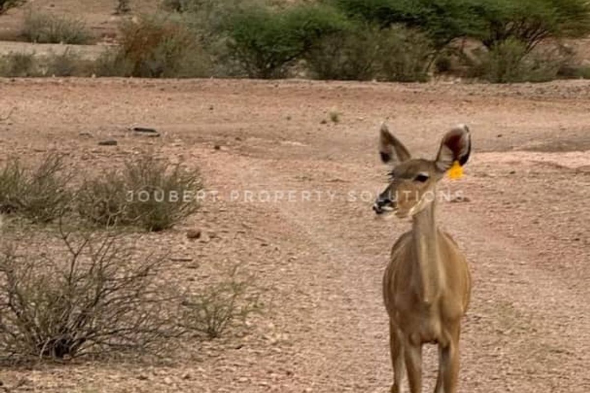 EXCEPTIONAL INVESTORS OPPORTUNITY GAME FARM FOR SALE IN THE SOUTH OF NAMIBIA - Photo 5