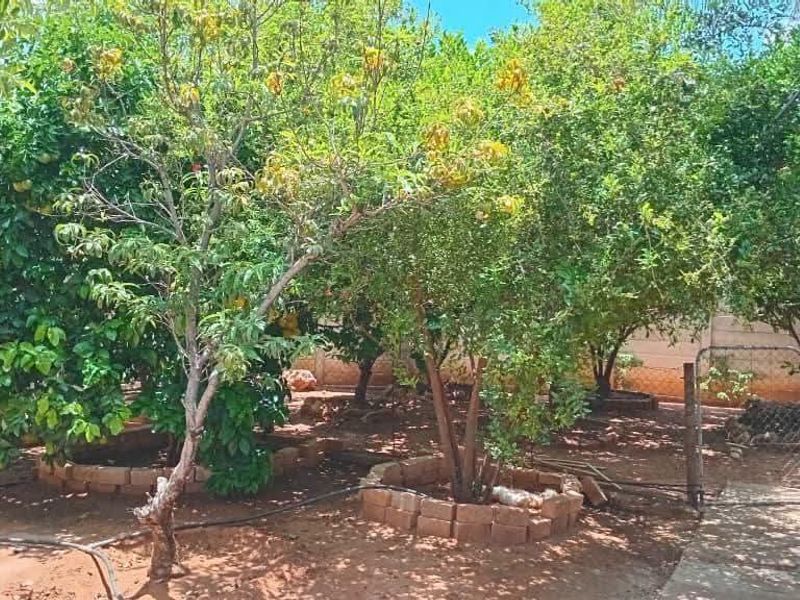 A private garden area featuring established fruit trees, brick-lined planters, a concrete pathway, and secure perimeter walling.