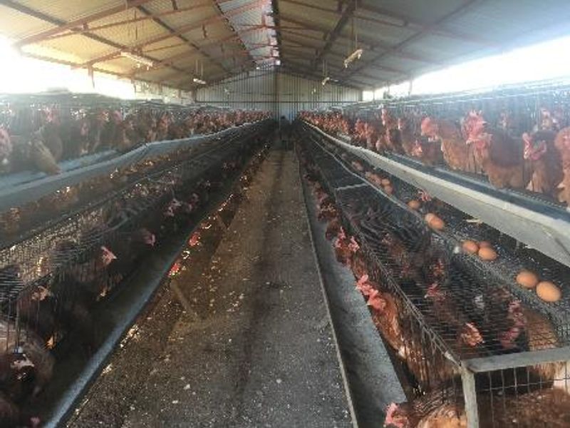 PLOT AND POULTRY BUSINESS FOR SALE – OKAHANDJA - Photo 5