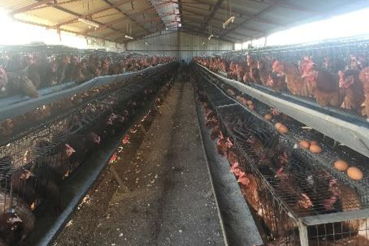 PLOT AND POULTRY BUSINESS FOR SALE – OKAHANDJA - Photo 5