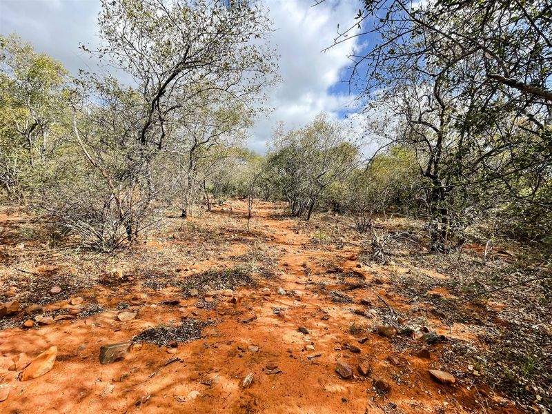 Prime 1-Hectare Stand for Sale in Canyon Game Reserve - Photo 5