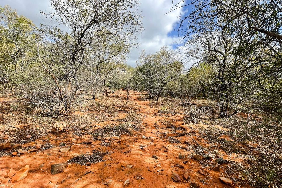 Prime 1-Hectare Stand for Sale in Canyon Game Reserve - Photo 5