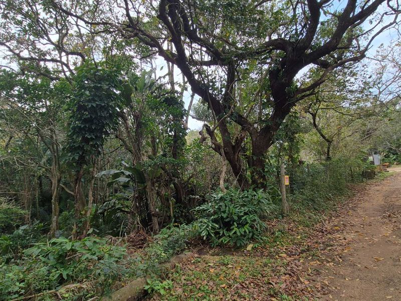 A view of a densely wooded residential plot featuring mature trees and natural vegetation, adjacent to an unpaved access road.
