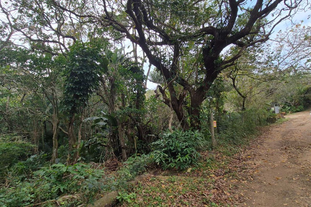 A view of a densely wooded residential plot featuring mature trees and natural vegetation, adjacent to an unpaved access road.