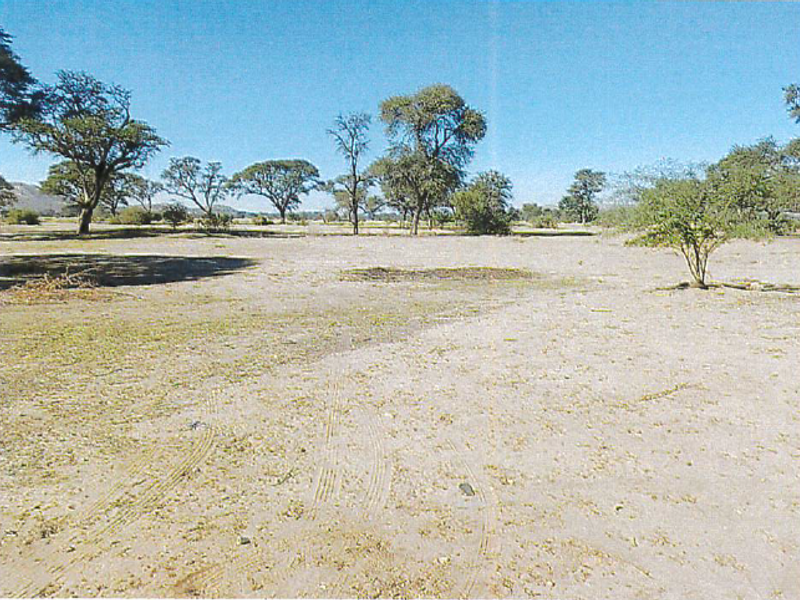A wide-angle view of open, flat agricultural land featuring scattered native trees and natural vegetation under a clear blue sky.