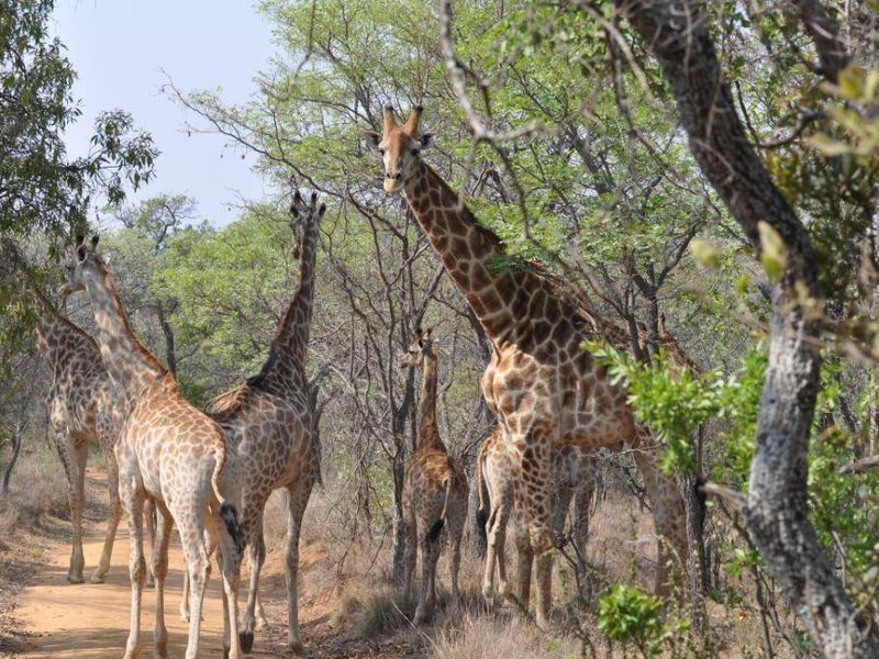 EXCLUSIVE PRIVATE GAME RESERVE FOR SALE IN THE SCENIC WATERBERG MOUNTAINS - Photo 6