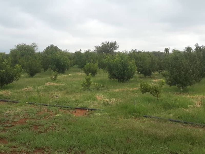 Small Holding with House and Bungalows for Sale, Otavi Region - Photo 2