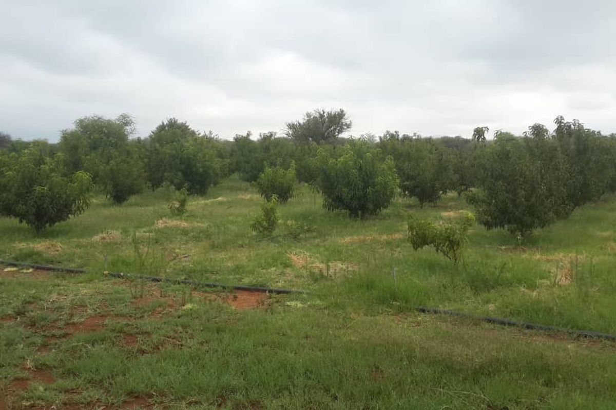 Small Holding with House and Bungalows for Sale, Otavi Region - Photo 2