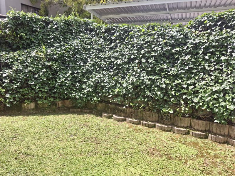 A private garden area featuring a well-established ivy hedge, a small lawn, and a tiered concrete block retaining wall.