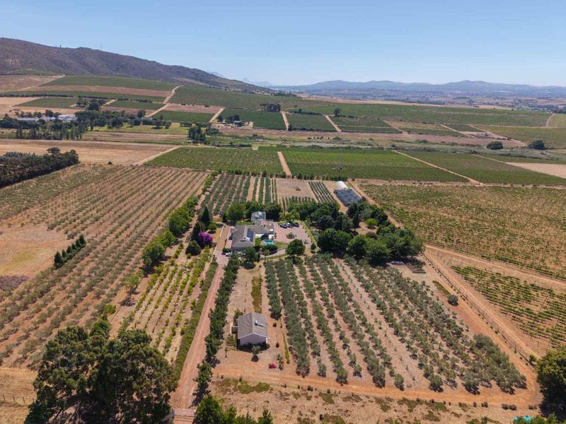 Life-style Olive Farm With Established Operations and Quality Infrastructure - Photo 6