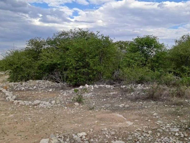 COMMERCIAL FARM FOR SALE IN TSUMEB DISTRICT - Photo 2