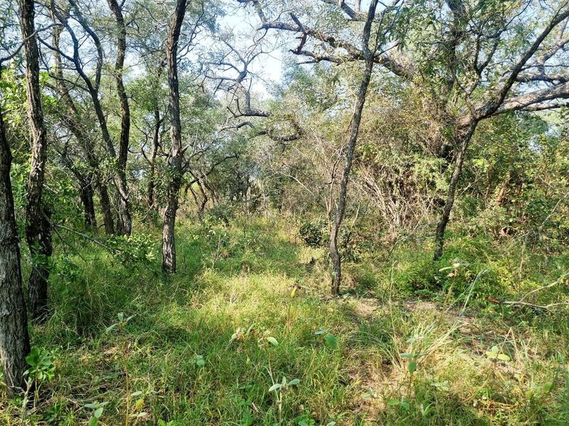 1.9-hectare riverfront stand for sale in Moditlo Wildlife Estate - Photo 5