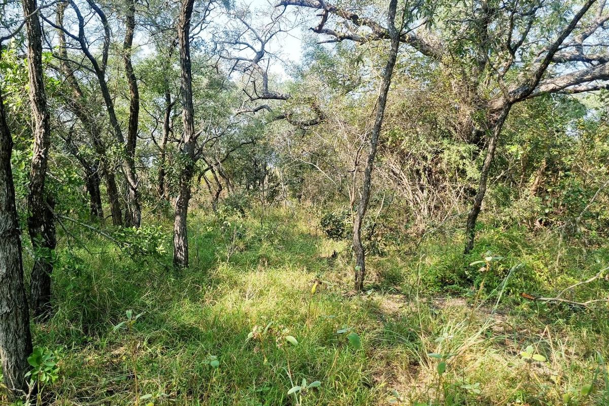 1.9-hectare riverfront stand for sale in Moditlo Wildlife Estate - Photo 5