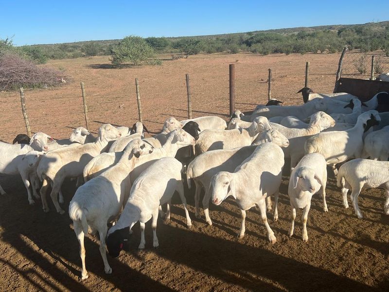 A Lifestyle Investment in the Heart of Nature - Photo 5