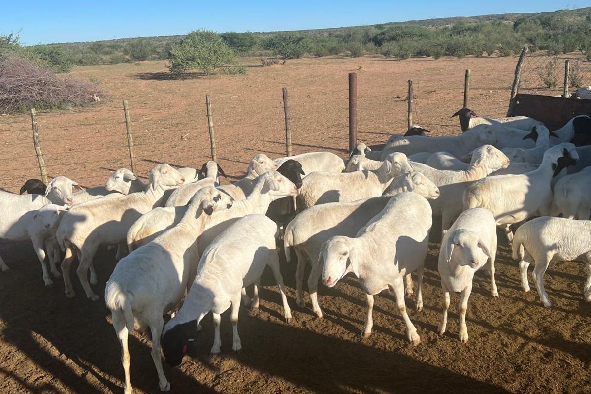 A Lifestyle Investment in the Heart of Nature - Photo 5