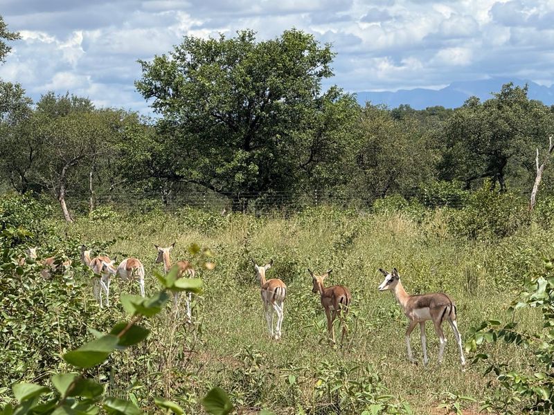 731ha Elite Game Breeding Operation | Gravelotte-Hoedspruit - Photo 10