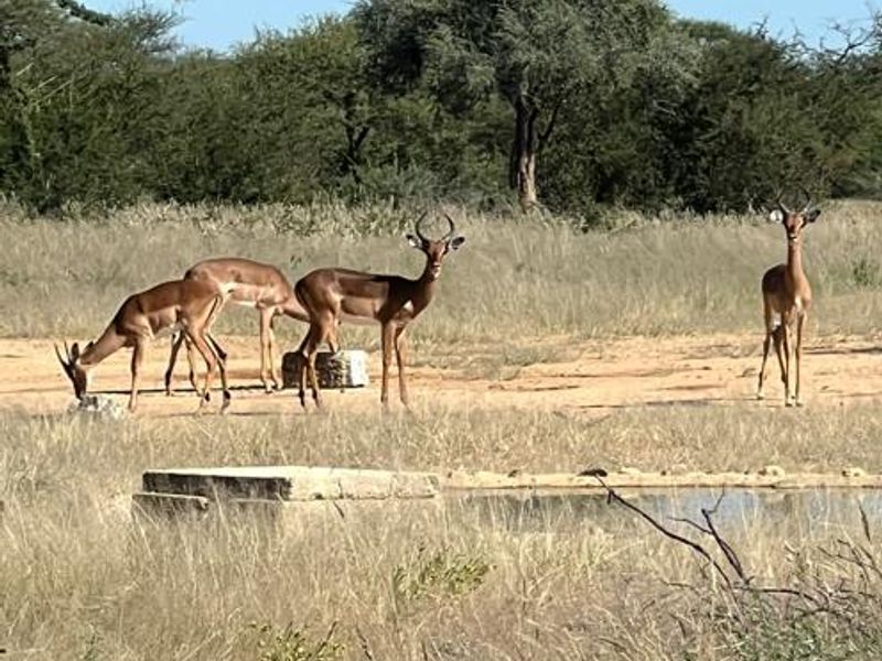 Large Game Farm close to the Erindi Game Reserve- 7900 HA - Photo 10