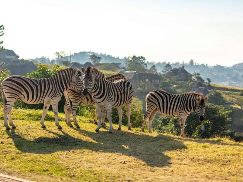 For Sale | Phezulu Eco Estate  | Vacant Land in Wildlife Paradise - Photo 10