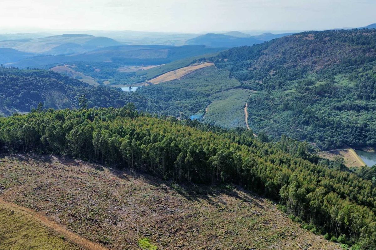 33-Hectare Vacant Land with Forest and Panoramic Views in the Midlands, Howick Rural - Photo 3