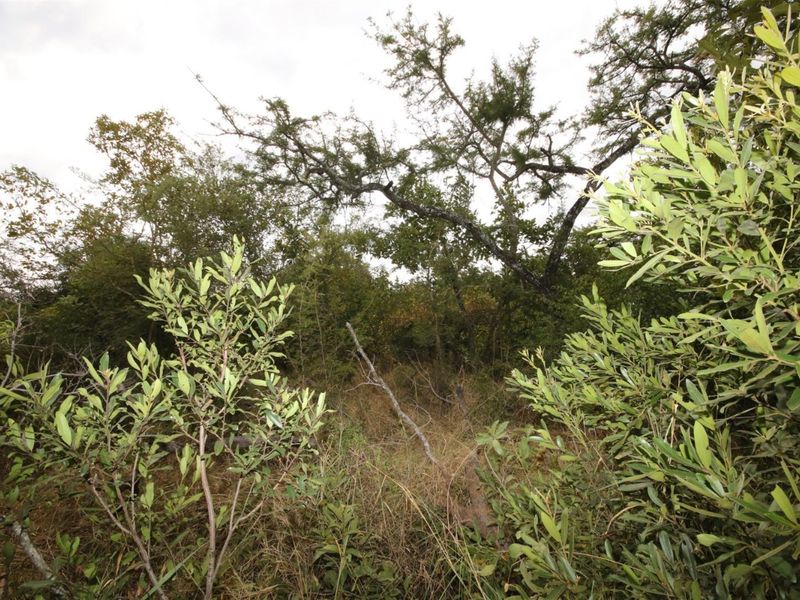 Vacant Land in MODITLO NATURE RESERVE - Photo 8