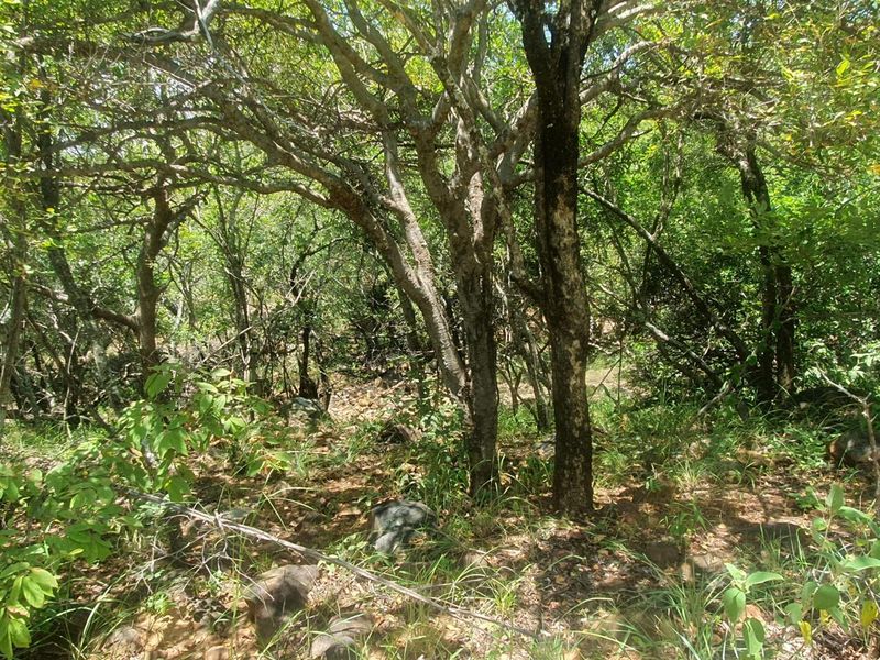 Nature Lovers Piece of Paradise!! - Photo 7