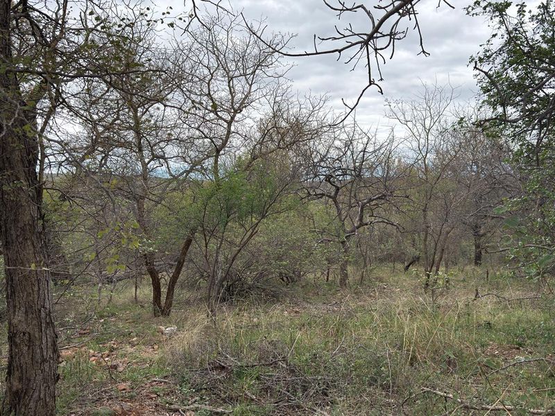 A view of the natural, undeveloped landscape featuring native trees and wild vegetation on the residential plot.