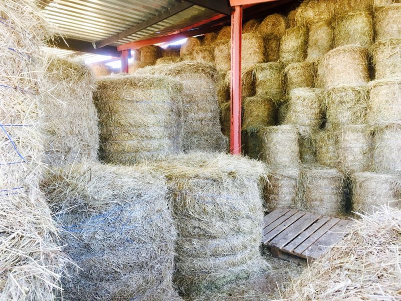 Farm for sale in Louwsburg - Photo 6