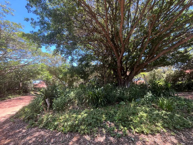 A lush, well-established garden area featuring mature trees and dense ground cover, providing a natural and shaded outdoor setting.