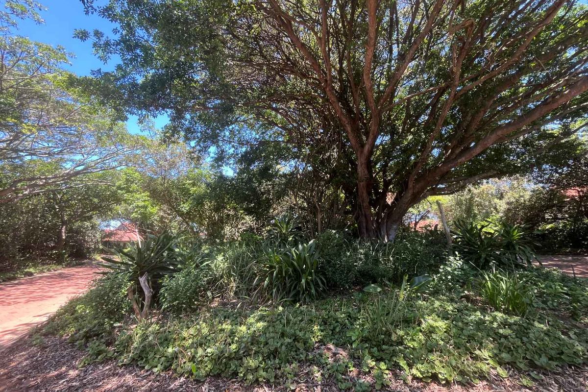 A lush, well-established garden area featuring mature trees and dense ground cover, providing a natural and shaded outdoor setting.