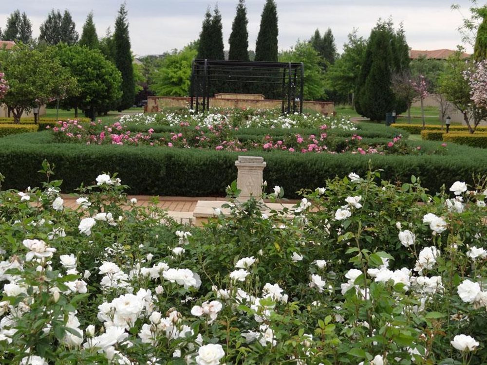 Rose garden