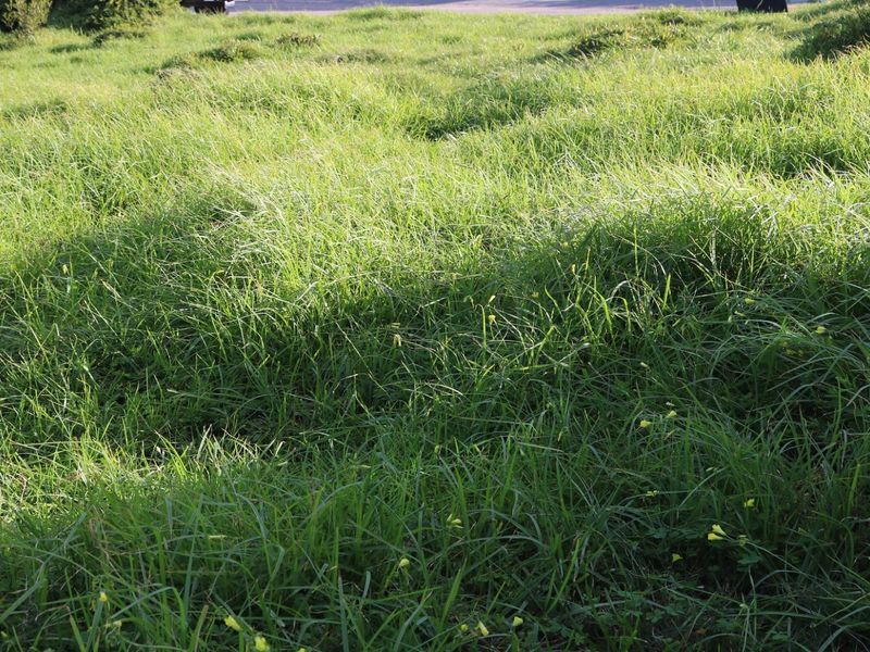 Vacant Land For Sale In Dana Bay - Photo 6